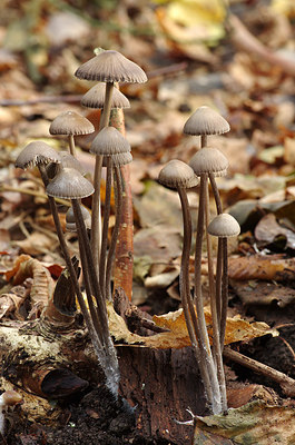 BUITEN BEELD Foto: 217930