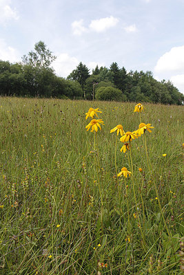 BUITEN BEELD Foto: 217934