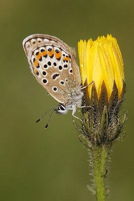 BUITEN BEELD Foto: 217947