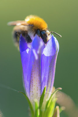 BUITEN BEELD Foto: 218016