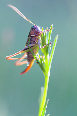 BUITEN BEELD Foto: 218022