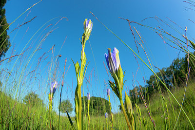 BUITEN BEELD Foto: 218023