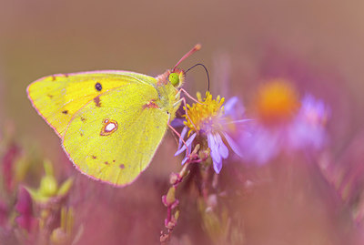 BUITEN BEELD Foto: 218030