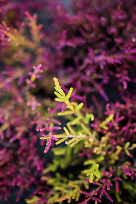 BUITEN BEELD Foto: 218063