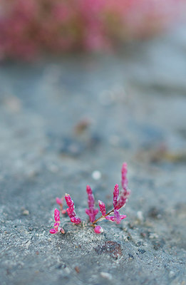 BUITEN BEELD Foto: 218070