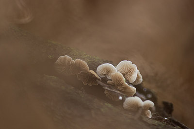 BUITEN BEELD Foto: 218074