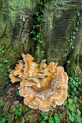 BUITEN BEELD Foto: 218121