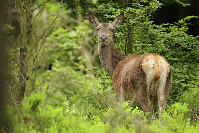 BUITEN BEELD Foto: 218123