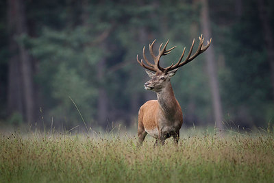 BUITEN BEELD Foto: 218129