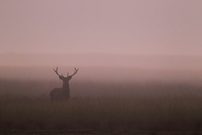 BUITEN BEELD Foto: 218132