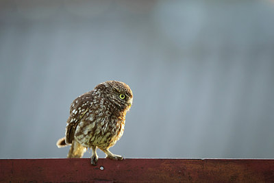 BUITEN BEELD Foto: 218163