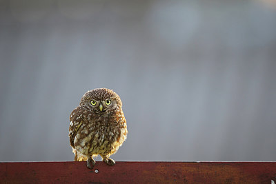 BUITEN BEELD Foto: 218164