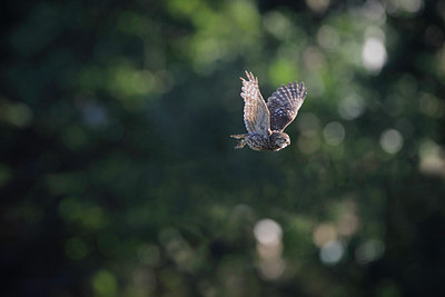 BUITEN BEELD Foto: 218166