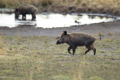 BUITEN BEELD Foto: 218167