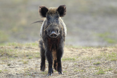 BUITEN BEELD Foto: 218169