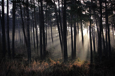 BUITEN BEELD Foto: 218176