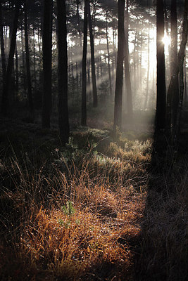 BUITEN BEELD Foto: 218177