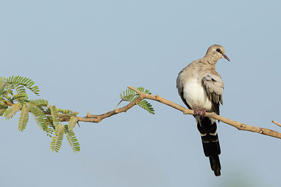 BUITEN BEELD Foto: 218188