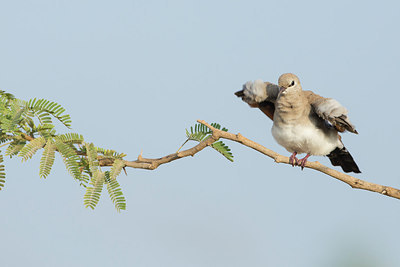 BUITEN BEELD Foto: 218189