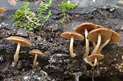 BUITEN BEELD Foto: 218191