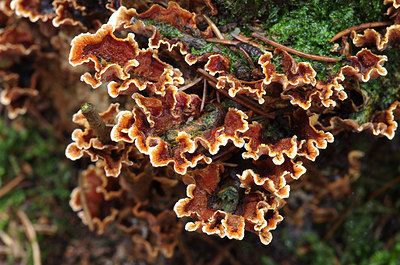 BUITEN BEELD Foto: 218194