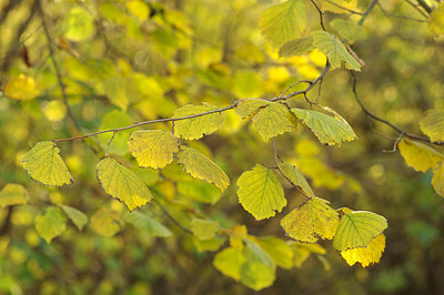 BUITEN BEELD Foto: 218196