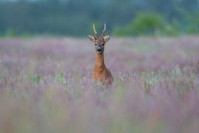 BUITEN BEELD Foto: 218217