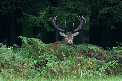BUITEN BEELD Foto: 218221