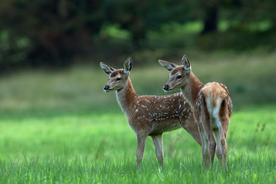 BUITEN BEELD Foto: 218223
