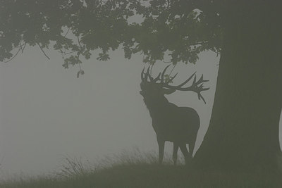 BUITEN BEELD Foto: 218224