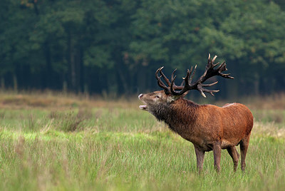 BUITEN BEELD Foto: 218238