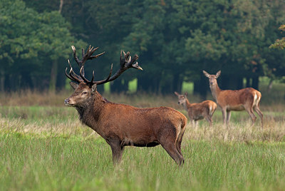 BUITEN BEELD Foto: 218239