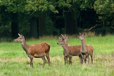 BUITEN BEELD Foto: 218240