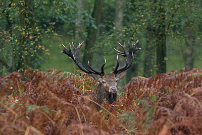 BUITEN BEELD Foto: 218241