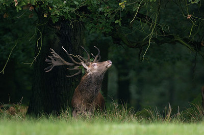 BUITEN BEELD Foto: 218242