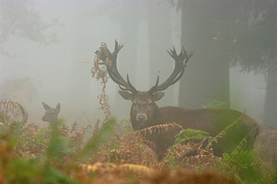 BUITEN BEELD Foto: 218243
