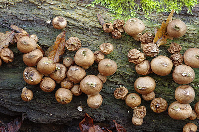 BUITEN BEELD Foto: 218252
