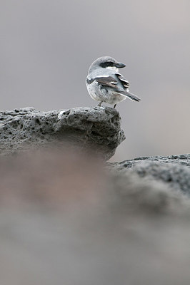 BUITEN BEELD Foto: 218269