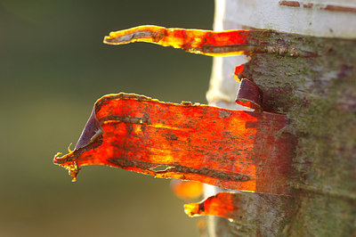 BUITEN BEELD Foto: 218275