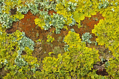 BUITEN BEELD Foto: 218278