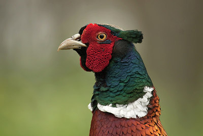 BUITEN BEELD Foto: 218279