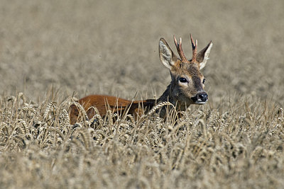 BUITEN BEELD Foto: 218287