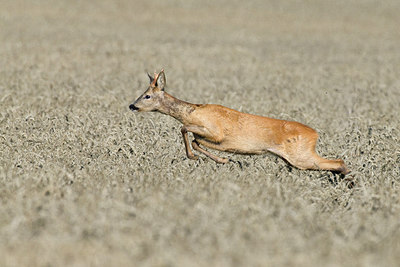 BUITEN BEELD Foto: 218288