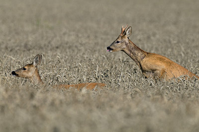 BUITEN BEELD Foto: 218289