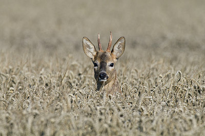 BUITEN BEELD Foto: 218290