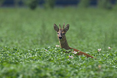 BUITEN BEELD Foto: 218291