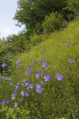 BUITEN BEELD Foto: 218293