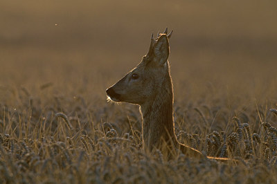 BUITEN BEELD Foto: 218294