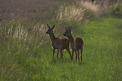 BUITEN BEELD Foto: 218305
