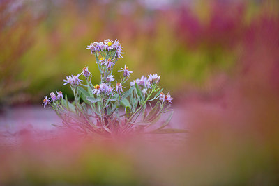BUITEN BEELD Foto: 218306